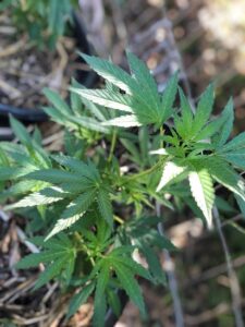 Cannabis: Not Just About Getting High Image